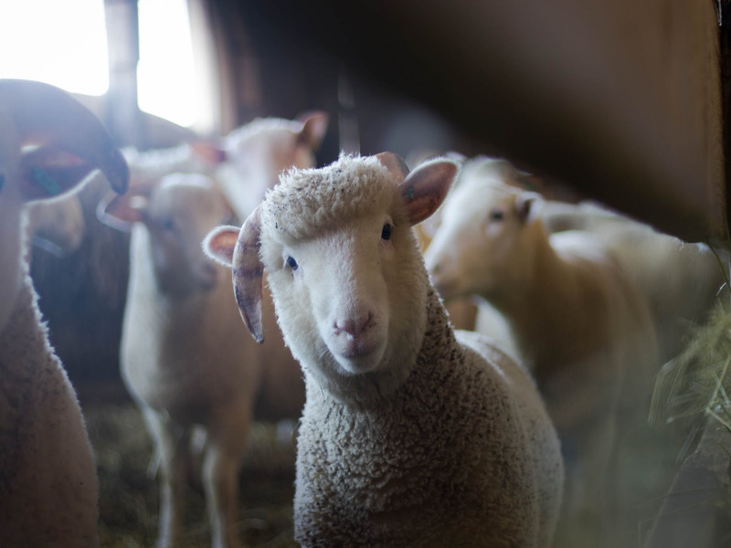 Tidak Hanya Dagingnya yang Lezat, Yuk Intip Manfaat Bulu Domba yang Jarang Diketahui
