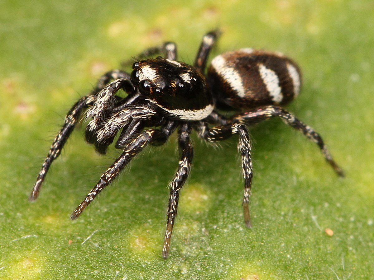 Zebra Spider Bite: What You Should Know About It