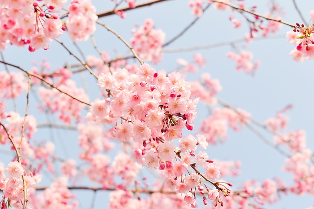 Harga Tiket Masuk Taman Sakura Cibodas, Pengalam Libur di Jepang